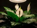 Plante de salle de bain sombre, un Spathiphyllum aux feuilles vertes luisantes et aux fleurs blanches délicates, baigné par la lumière d'un plafonnier.