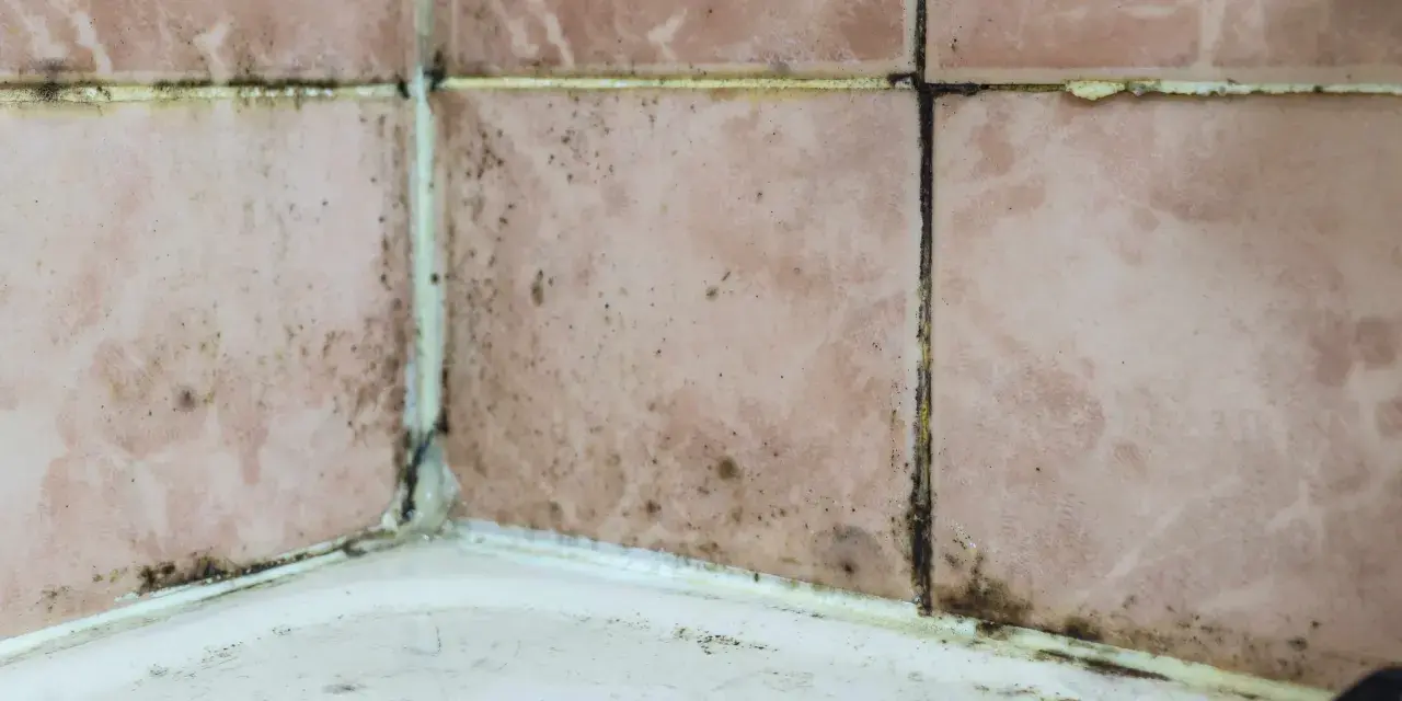 Moisissure noire et saleté sur les joints de carrelage rose dans un coin de salle de bain. Il est temps d'enlever l'odeur d'humidité de la salle de bain.
