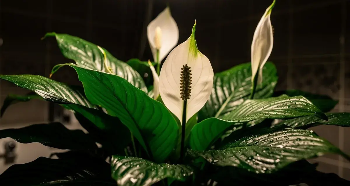 Plante de salle de bain sombre, un Spathiphyllum aux feuilles vertes luisantes et aux fleurs blanches délicates, baigné par la lumière d'un plafonnier.