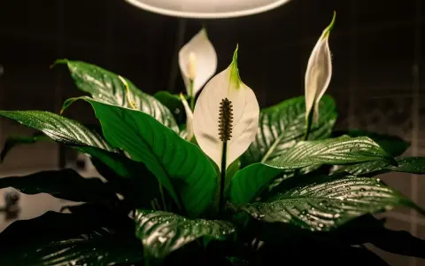 Plante de salle de bain sombre, un Spathiphyllum aux feuilles vertes luisantes et aux fleurs blanches délicates, baigné par la lumière d'un plafonnier.
