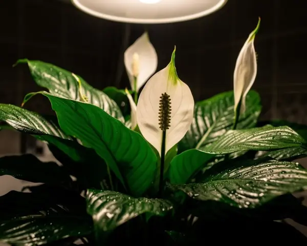 Plante de salle de bain sombre, un Spathiphyllum aux feuilles vertes luisantes et aux fleurs blanches délicates, baigné par la lumière d'un plafonnier.