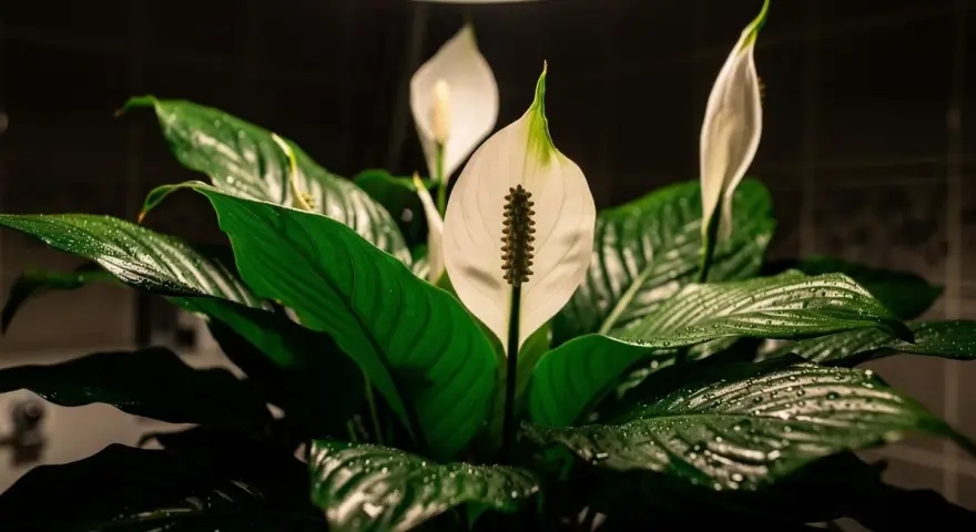 Plante de salle de bain sombre, un Spathiphyllum aux feuilles vertes luisantes et aux fleurs blanches délicates, baigné par la lumière d'un plafonnier.