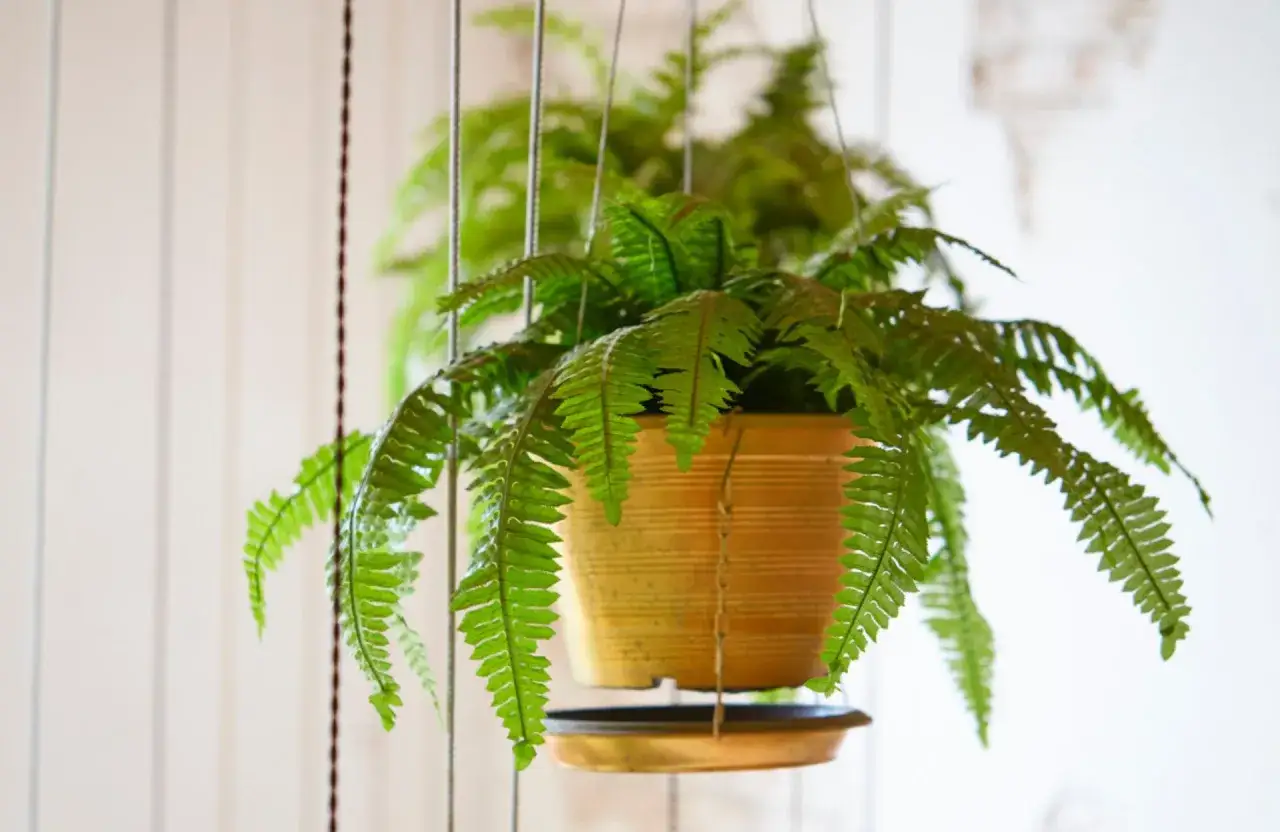 Une plante de salle de bain luxuriante, une foug&egrave;re retombante dans un pot dor&eacute; suspendu, apporte une touche de verdure &agrave; l'espace.