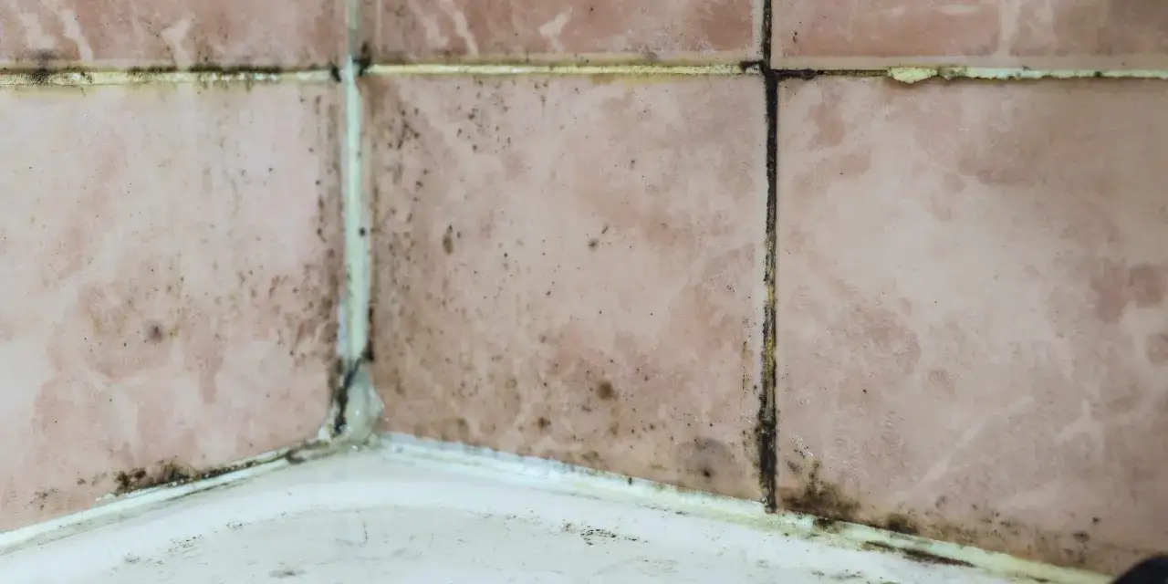 Carrelage rose décollé et taché par l'humidité, formant des traces de moisissure noires et jaunâtres dans les joints.